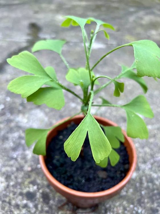 Ginko Biloba Bäumchen Pflanze im Terrakotta Topf Kaufen auf Ricardo