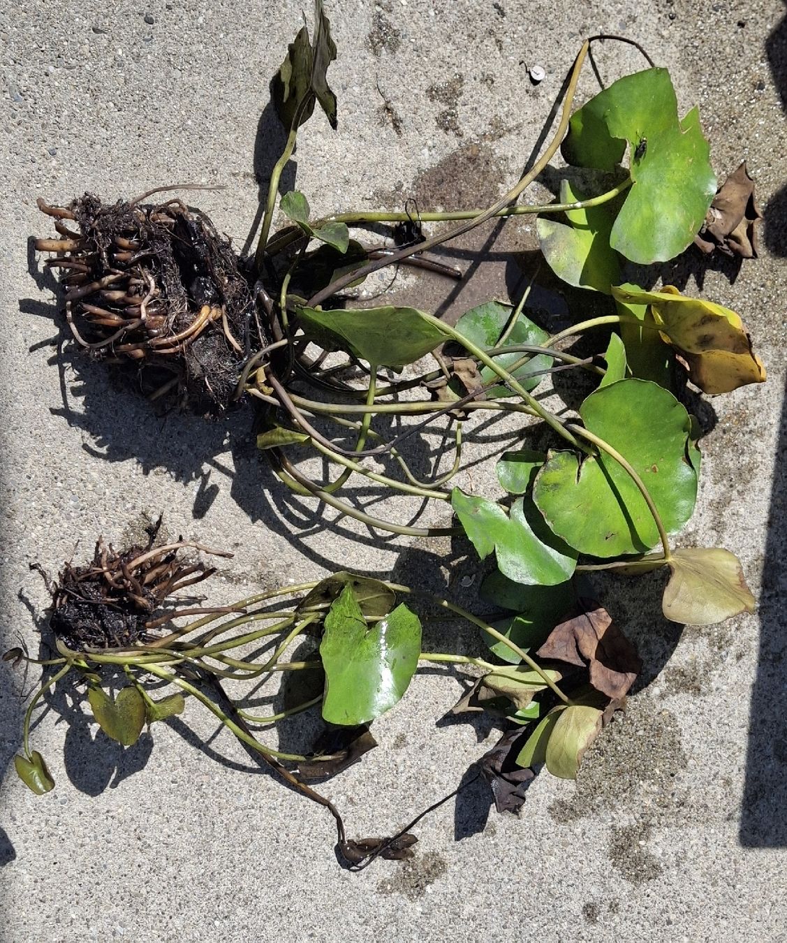Plantes & graines: Seerose – D'occasion à Melchnau par i8v5i 1