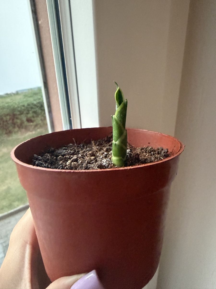 Piante & sementi: Sansevieria Ableger – Bogenhanf – Nuovo e nell'imballaggio originale da Wikon venduto da alessiadacosta7 2
