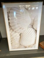 Muschelbild