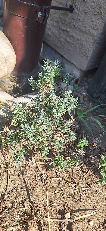 Vasi per fiori: Lavendel – Usato da Madiswil venduto da Oleander2 3