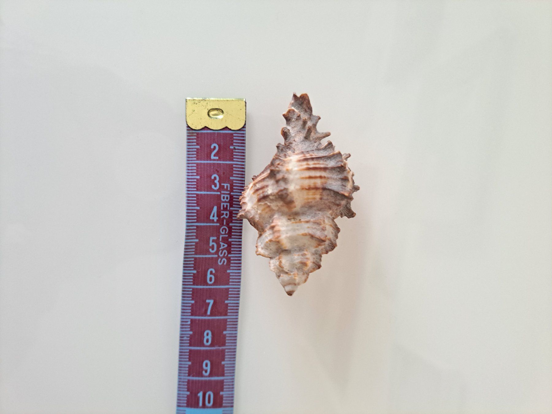 Tutte le decorazioni: Zwei sehr schöne Muscheln – Usato da Büren SO venduto da kim_yc8x 6