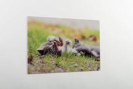 Wandbild mit Kätzchen auf Acrylglas 60x40cm