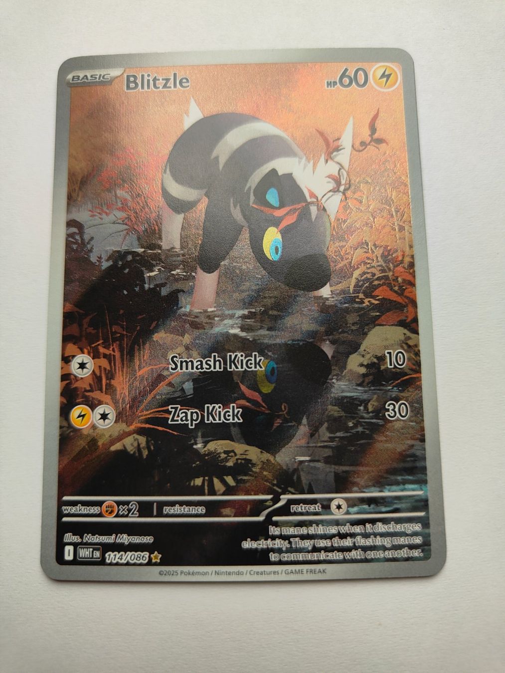 Pokémon Carte collezionabili: Pokemon Blitzle Illustration Full Art Elezeba – Usato da Thalwil venduto da FigurenFreunde
