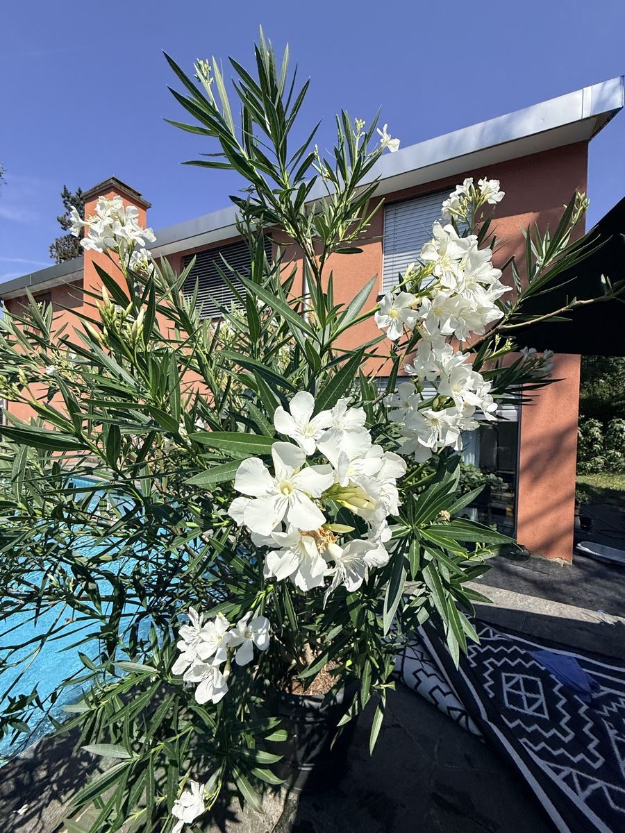 Pflanzen & Samen: Prächtige Oleander Pflanzen – Gebraucht aus Basel von oellifarm 6