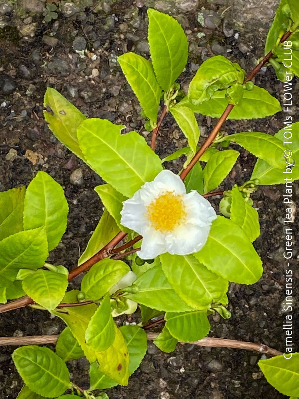 Piante & sementi: Camellia Sinensis - Teepflanze – Nuovo e nell'imballaggio originale da Adliswil venduto da astom369 7
