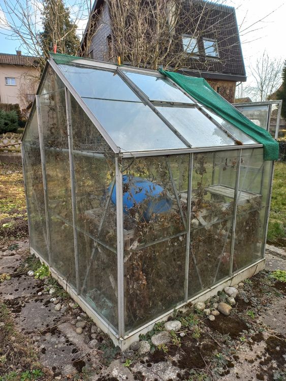 Gewächshaus 185 x 185 x 205 cm, aus Glas Kaufen auf Ricardo