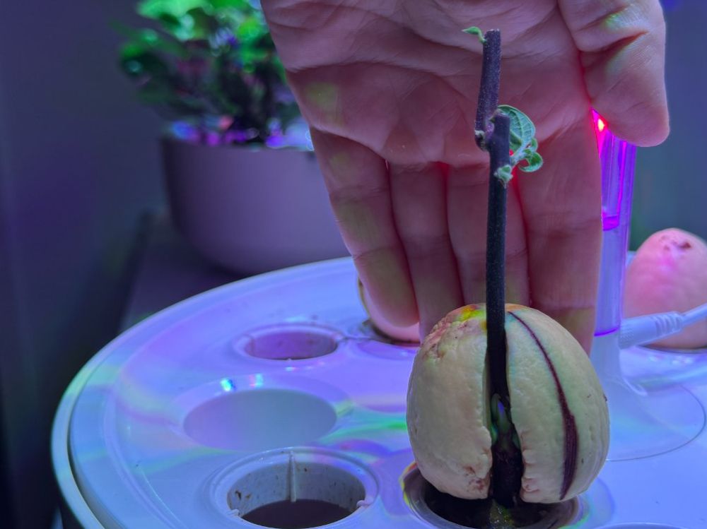 Pflanzen & Samen: Avocado tree (young age) – Neu (gemäss Beschreibung) aus Schlieren von Edgar_k 1