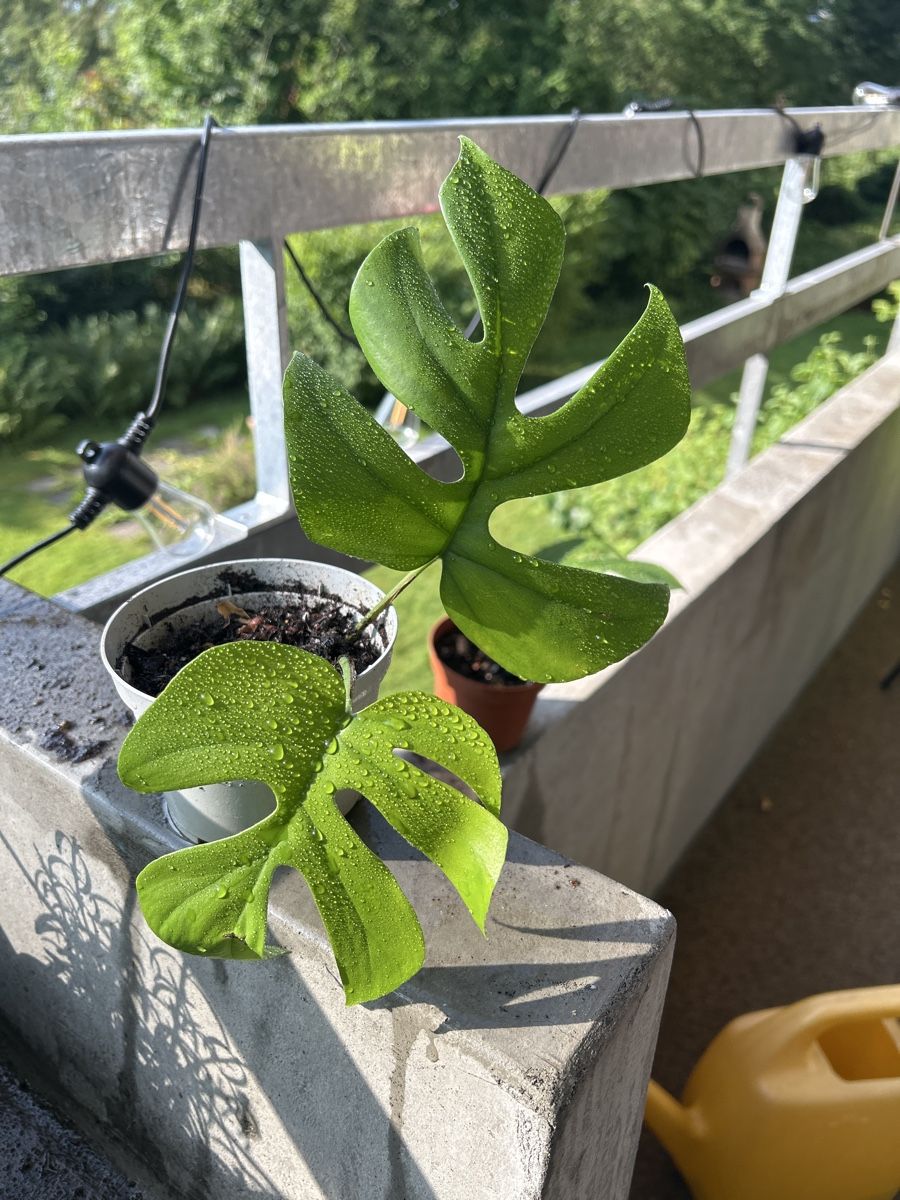 monstera adansonii vs monkey leaf Monstera Adansonii