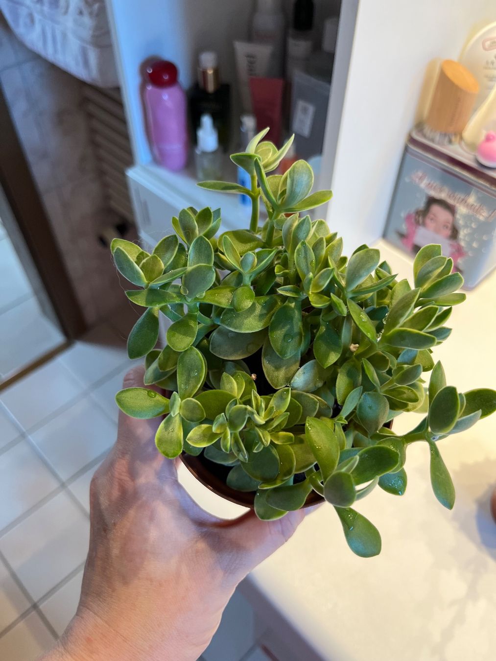 Pflanzen & Samen: Lot 2 plantes succulentes cactus avec pot – Gebraucht aus Porrentruy von Madamebovary 3