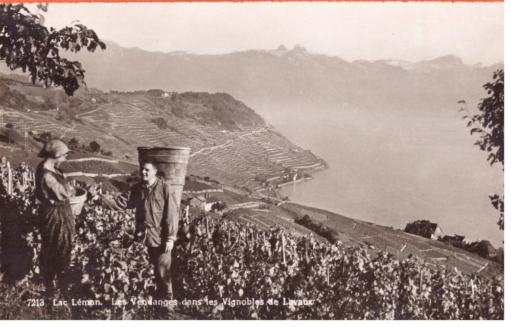 LAVAUX LAC LEMAN LES VENDANGES DANS LES VIGNOBLES | Kaufen auf Ricardo