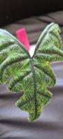 🤩Alocasia Jacklyn Narrow Ghost Rhizom 