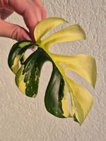 🌿Rhaphidophora Tetrasperma Variegata Ableger #4🌿