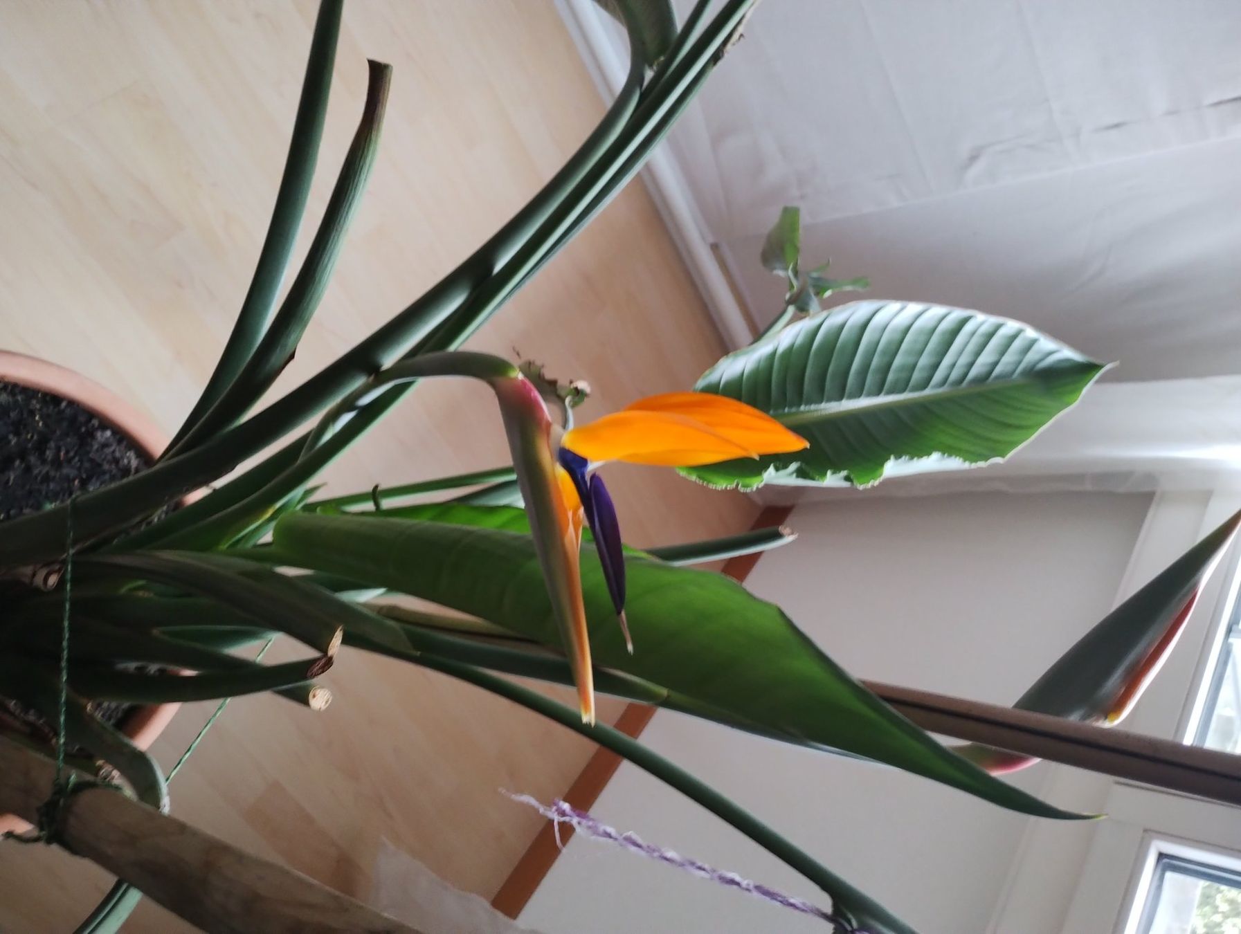 Piante & sementi: Strelitzia regina – Usato da Bättwil venduto da Voegi94 3