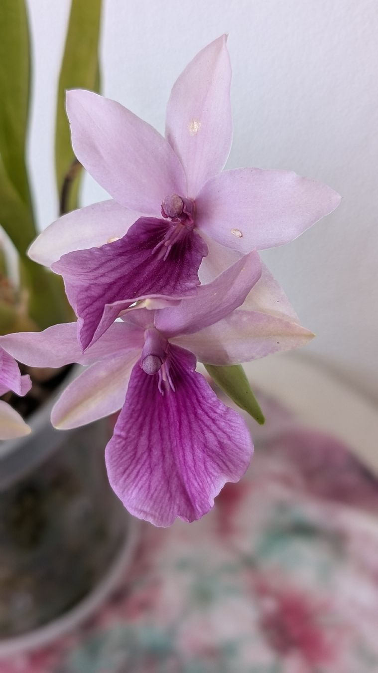 Piante & sementi: Miltonia 'Honolulu Dark Lip' Orchidee – Usato da Untervaz venduto da Lyraia 2