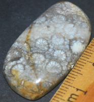 Cabochon L-1933 – Fossil Koralle – 35x19mm