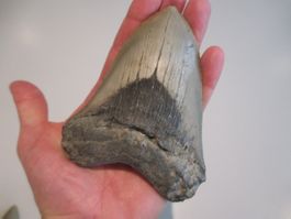 StarRecordsGmbH: Megalodon-Zahn / 12,3 cm / mit Zertifikat