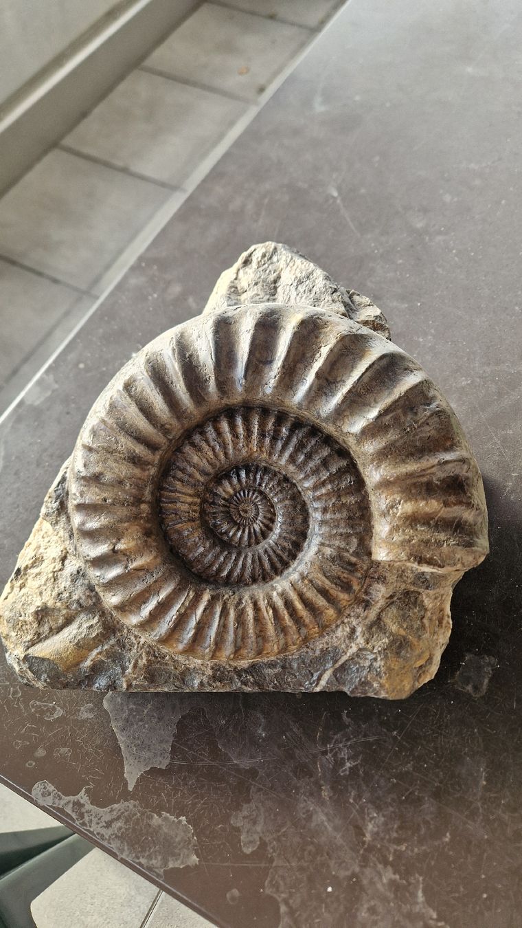 Fossili: Grosser Ammonit Arietites  – Usato da Niederhasli venduto da rehauge01 7