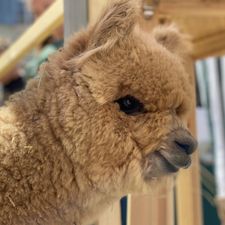 Profile image of goraacc