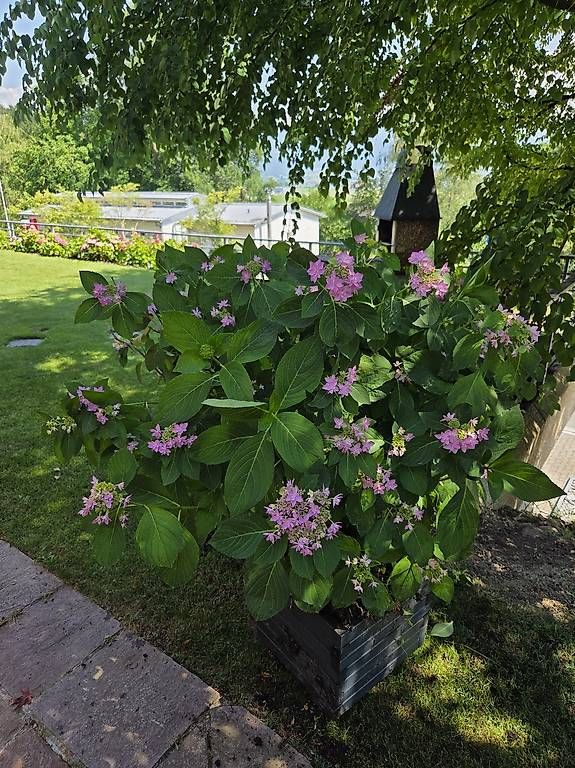 Plantes & graines: Hortensie – D'occasion à Jona par pau_g7rc