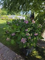 Hortensie