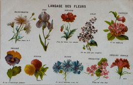 Botanik - Sprache der Blumen