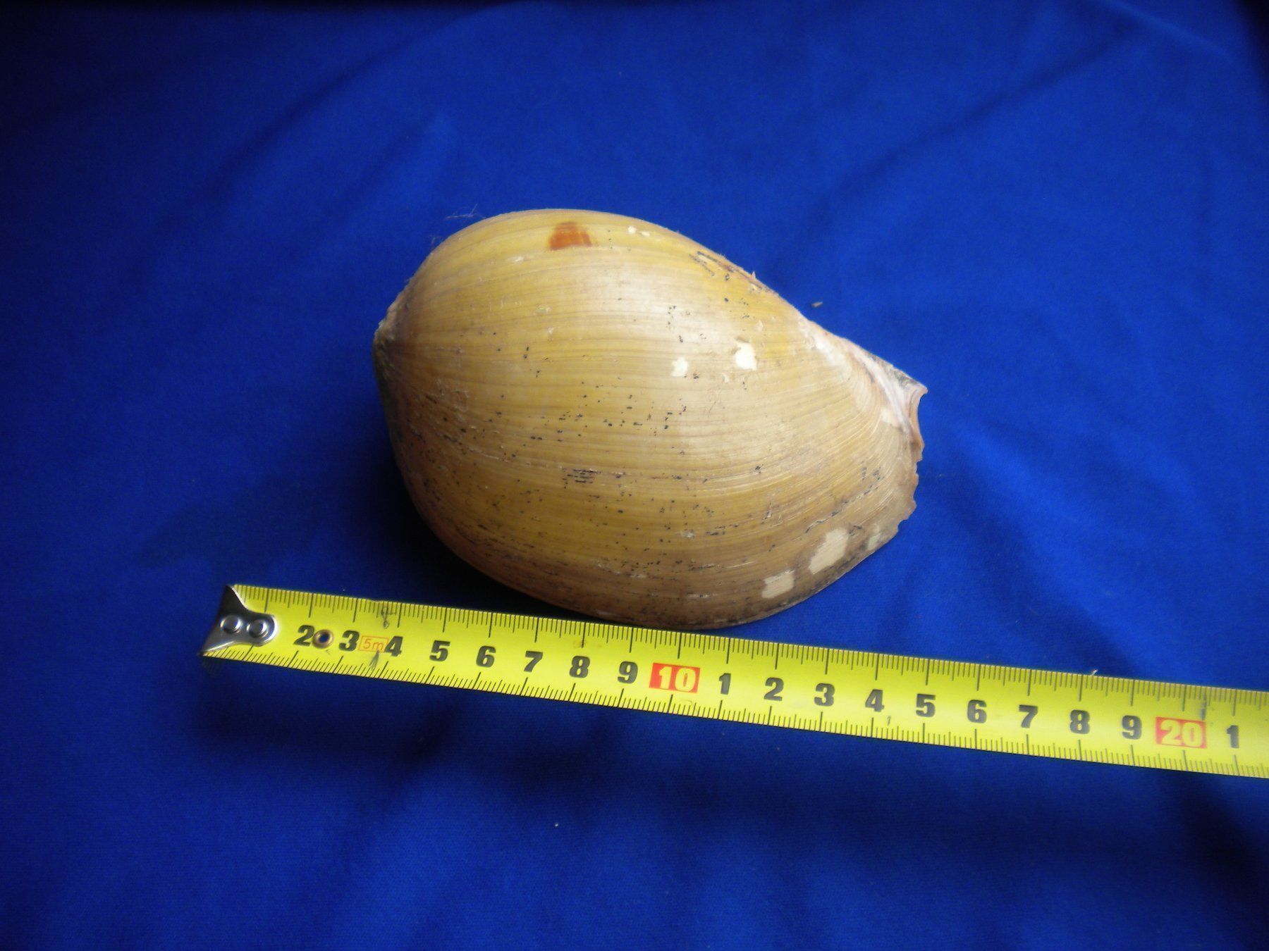 Fossilien: Schöne grosse Muschel etwa 13 cm – Gebraucht aus Spreitenbach von Sniper8952 3