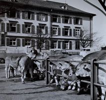 Originalfoto 1960er,  Herisau, Viehmarkt