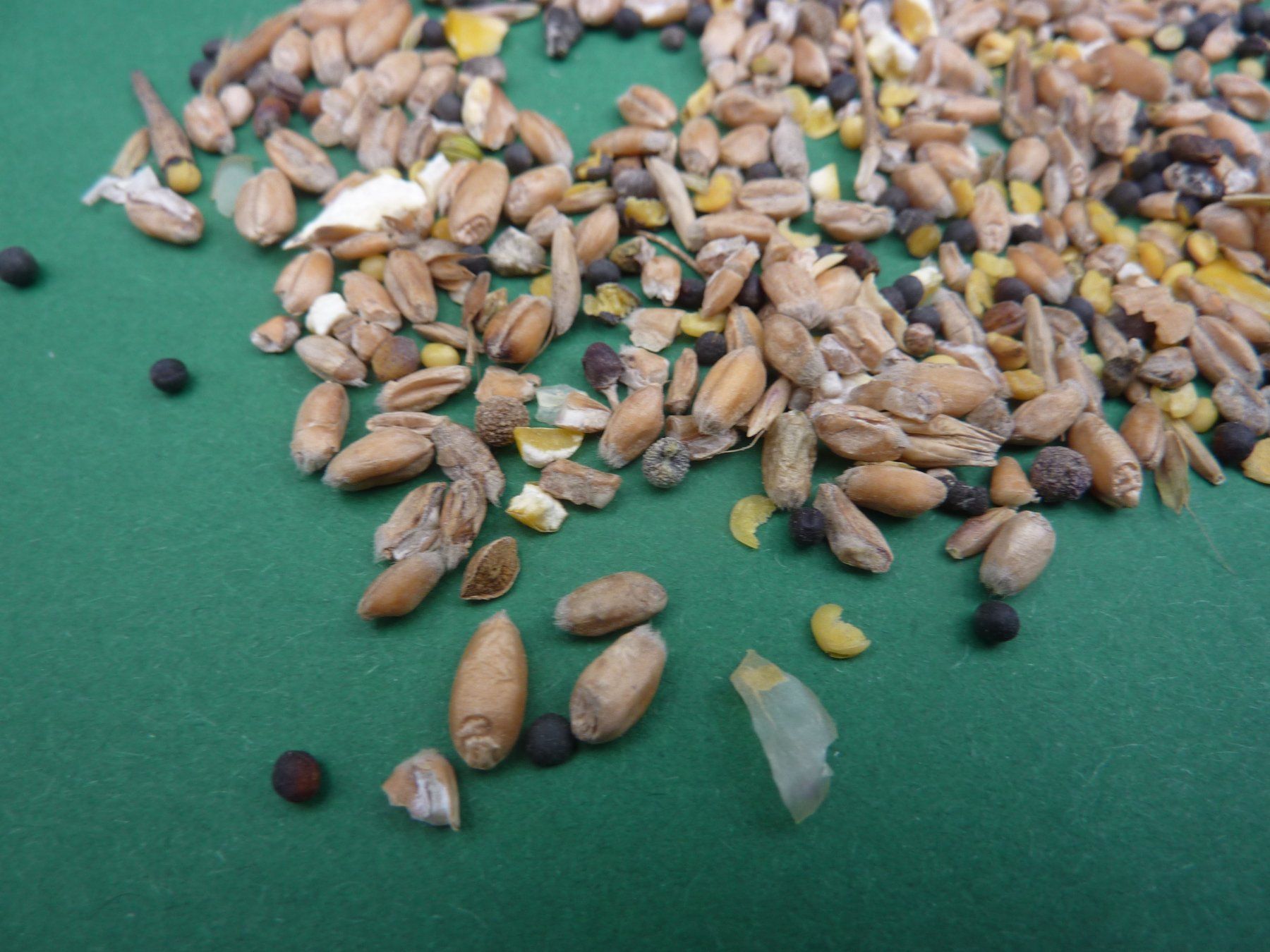 Piante & sementi: 1kg Rapssamen gereinigt – Nuovo e nell'imballaggio originale da Lömmenschwil venduto da ritalin01 5