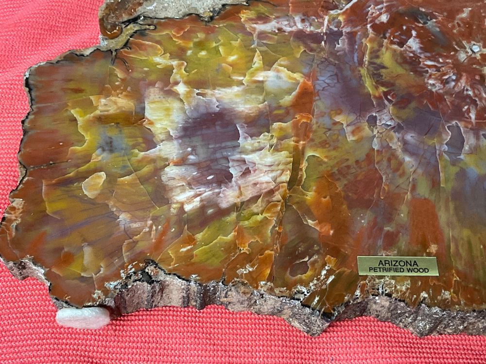 Versteinertes Holz Petrified Wood Arizona 3,5 Kg Platte Kaufen auf