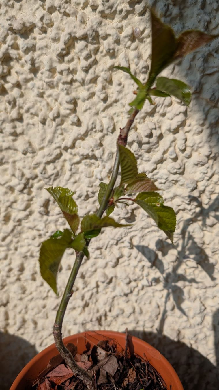 Piante & sementi: Cherry tree prebonsai – Usato da Zürich venduto da epopeyaodisea 1