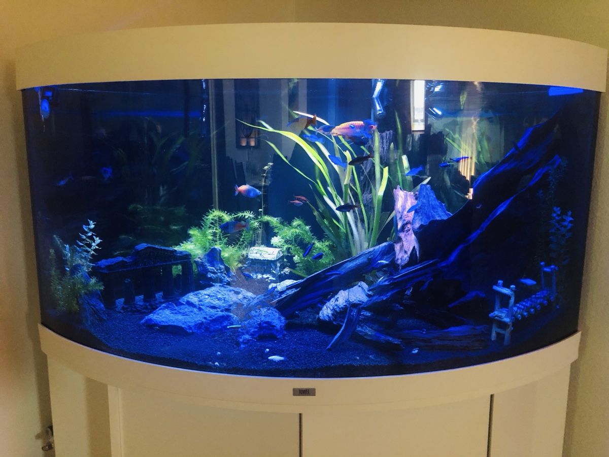 Juwel Aquarium: JUWEL Trigon 350 Liter – Gebraucht aus Berikon von MLukethe1st 5