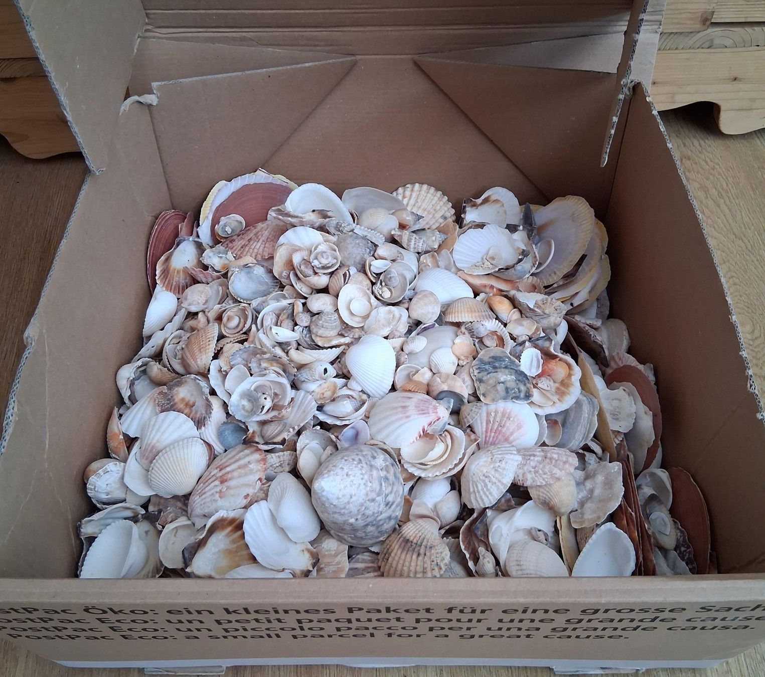 Tutte le decorazioni: Diverse Muscheln für Deko oder Basteln – Usato da Winterthur venduto da sursulapitschi01