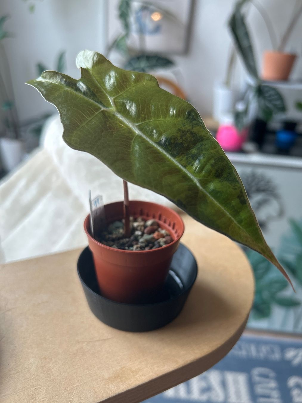 Piante & sementi: Alocasia Sanderiana Bull Aurea – Nuovo (secondo la descrizione) da Scherzingen venduto da Elefantenohr.ch 2