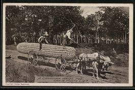 Bauern transportieren mit dem Pferdefuhr