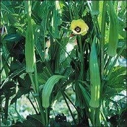 Piante & sementi: GOMBO CLEMSON OKRA  15g – Nuovo (secondo la descrizione) da Bremblens venduto da FIBONACCI369 3
