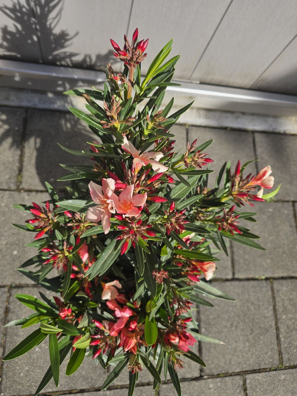 Piante & sementi: Kleiner Oleander – Nuovo (secondo la descrizione) da Aarburg venduto da popkorn65 4