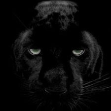 Profile image of Zhf_R