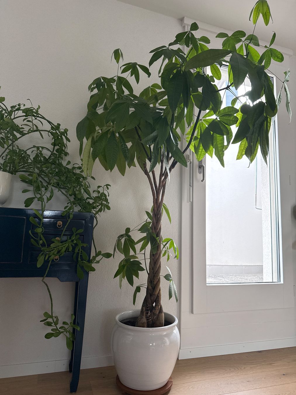 Plantes & graines: 2 Grosse Pflanzen mit Töpfen Inkl. – D'occasion à Bern par Imush 1