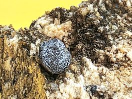 Mineralien Mix Ilmenit, Magnetit, Rutil, Binntal Lärcheltini