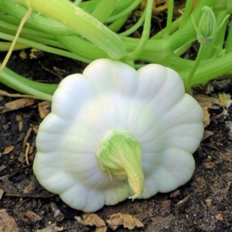 Piante & sementi: PATISSON Weiss / 4 Samen – Nuovo (secondo la descrizione) da Hinteregg venduto da ERFOLG78 3