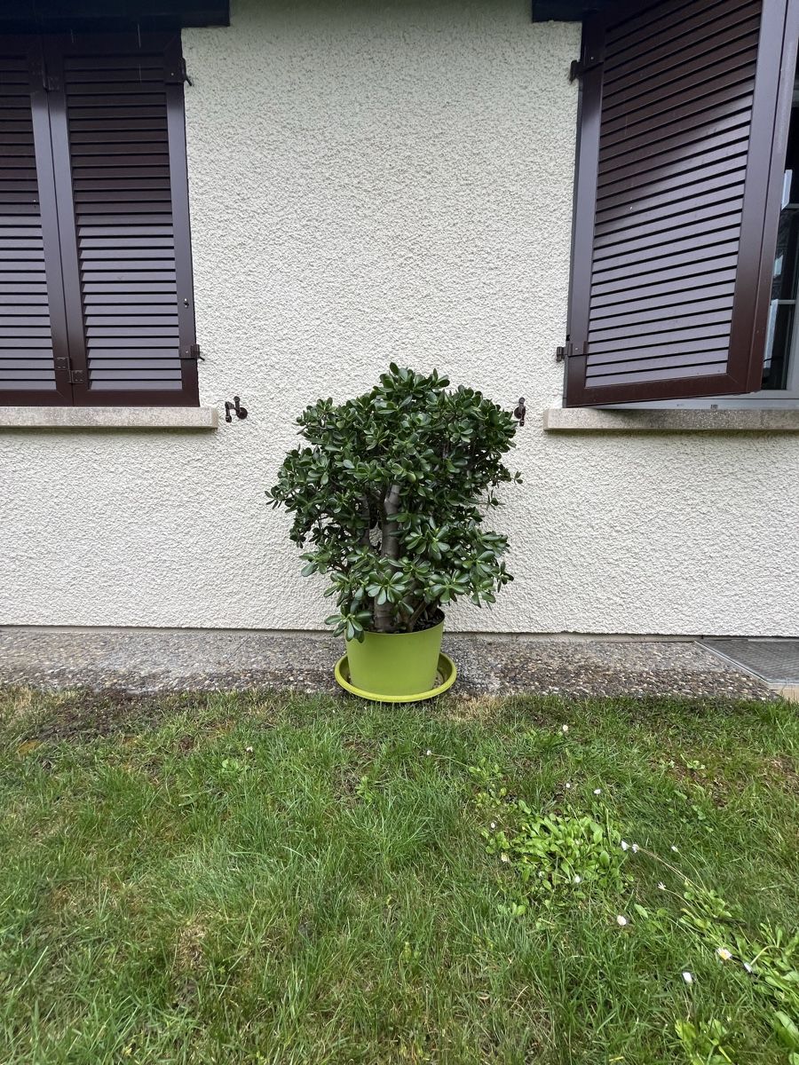 Piante & sementi: Plante Crassula Ovata – Nuovo (secondo la descrizione) da La Croix-de-Rozon venduto da tuf_f6td 2