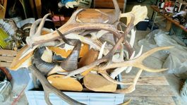 Trophäen Hirschgeweihe und Schädelsammlung Konvolut