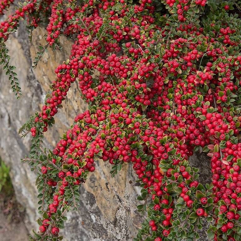 Pflanzen & Samen: 5 Blumen im Topf  – Gebraucht aus Frauenfeld von Irene.Schuppli 2