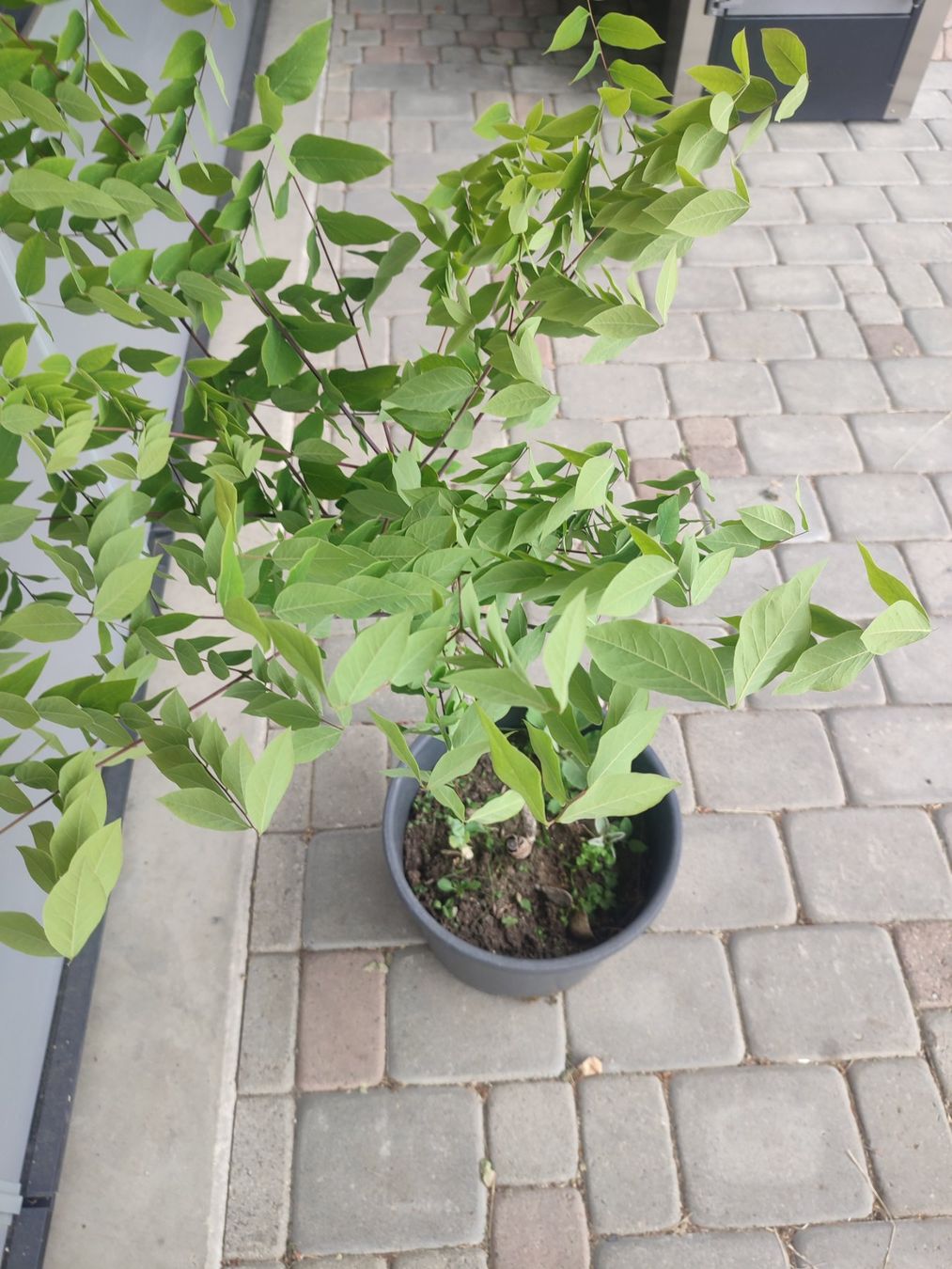 Pflanzen & Samen: Geweihbaum, Gymnocladus dioicus, Schattenbaum – Gebraucht aus Hüswil von benigreen01 2