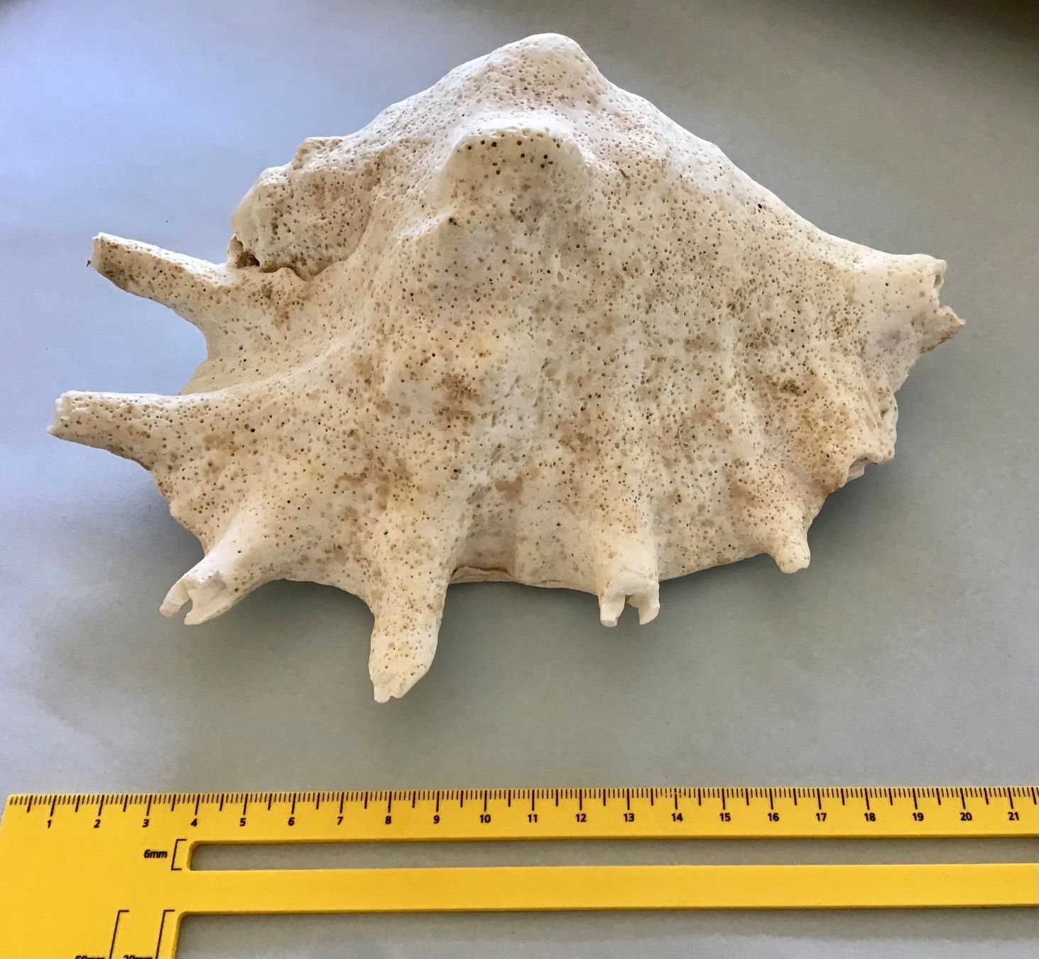 Fossili: grosse, schwere Meeres-Muschel – Usato da Bubendorf venduto da Alpenheidi 2