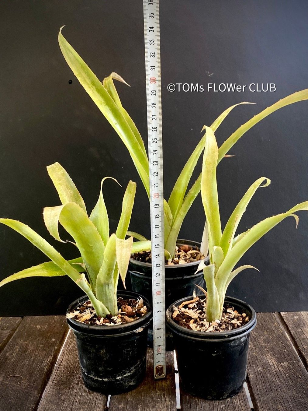 Piante & sementi: Bromelia / Bilbergia Decora - super robuste Pflanze – Nuovo e nell'imballaggio originale da Adliswil venduto da astom369 9