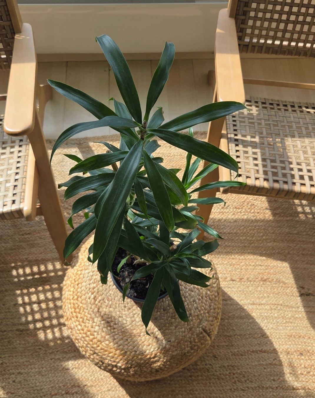 Plantes & graines: Drachenbaum (ca. 62cm) – D'occasion à Zürich par wile_coyote 1