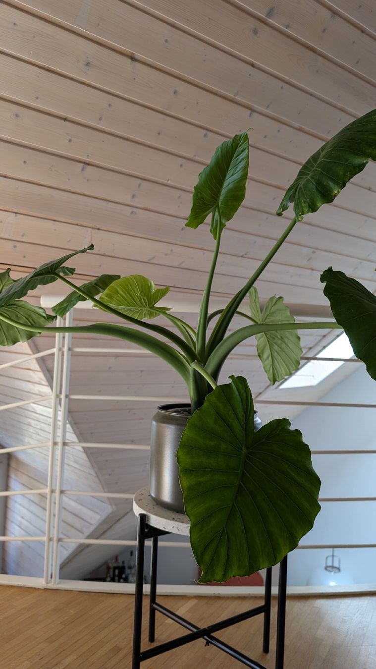 Piante & sementi: Pianta Alocasia elephant ears 30cm – Nuovo (secondo la descrizione) da Monnaz venduto da dan_9287 3