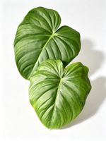 Philodendron Deam Mcdowell (M-L)